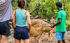 Nehansa Resort And Safari